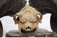 mouflon skull 0025